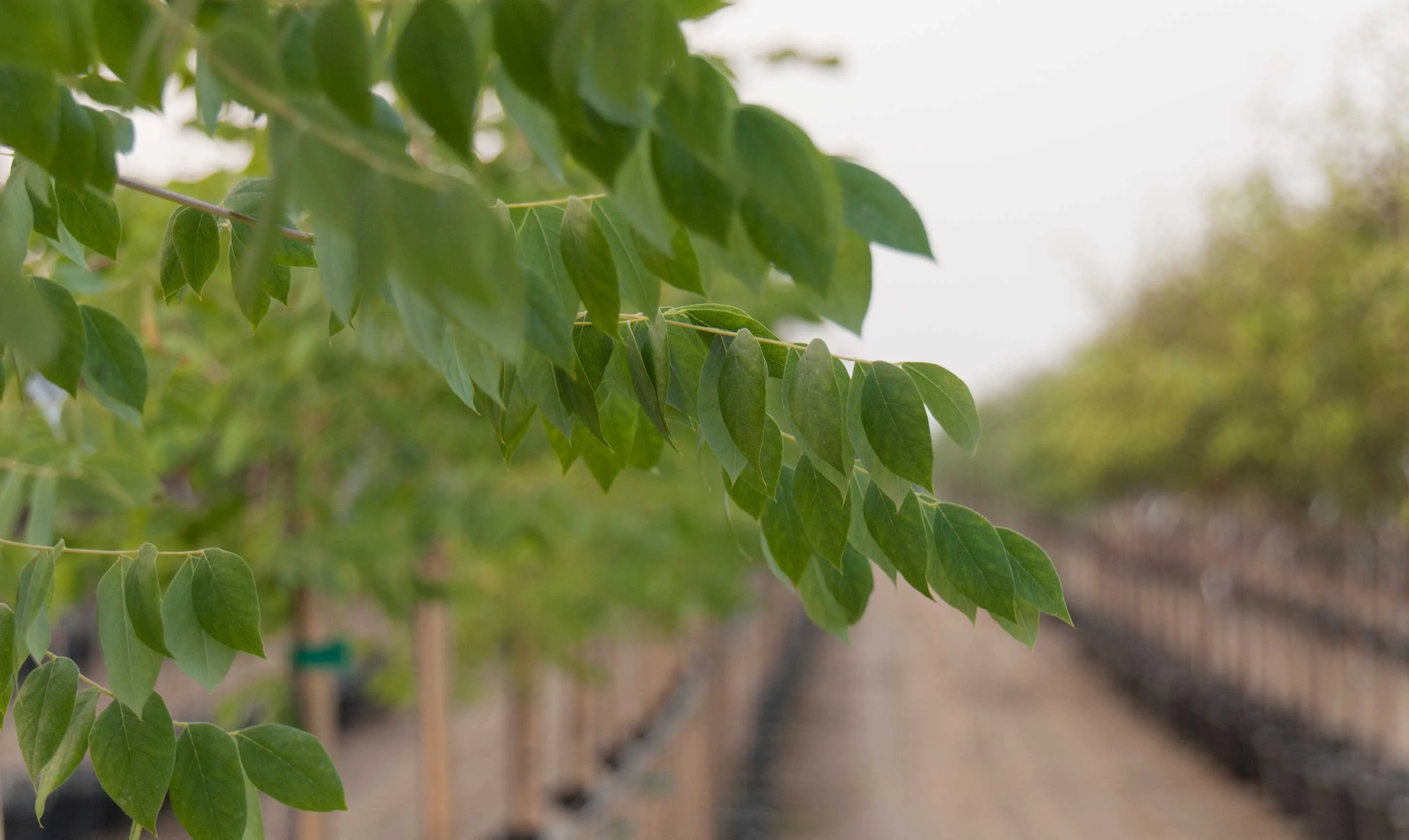 Wholesale tree nursery rows at Garden Gate Nursery
