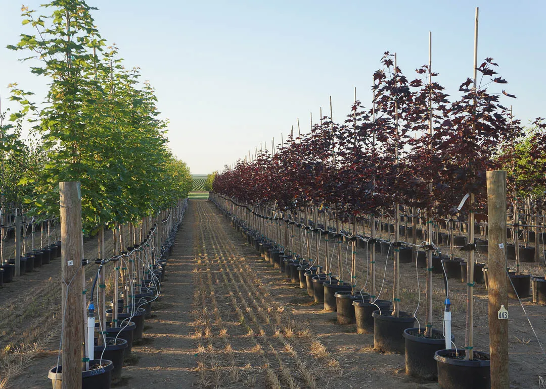 Trees growing at Garden Gate Nursery