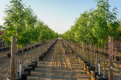 Container trees ready for landscape projects