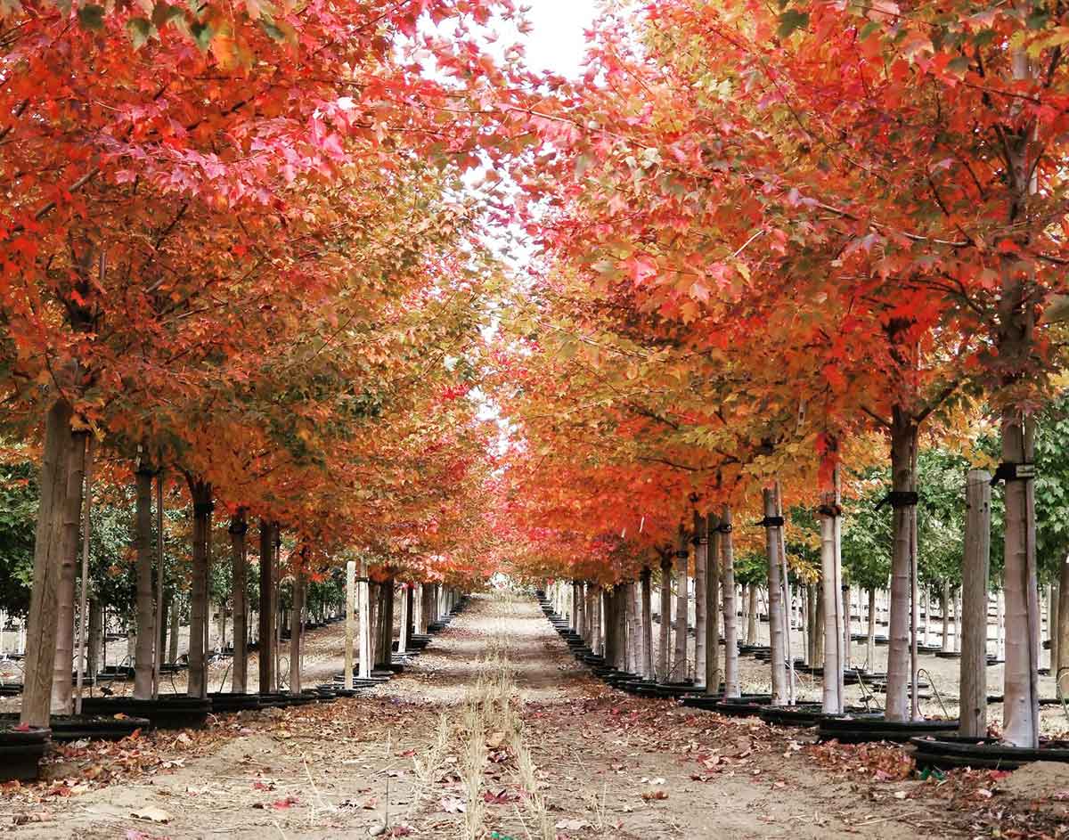 Sun Valley maple trees with autumn fall color