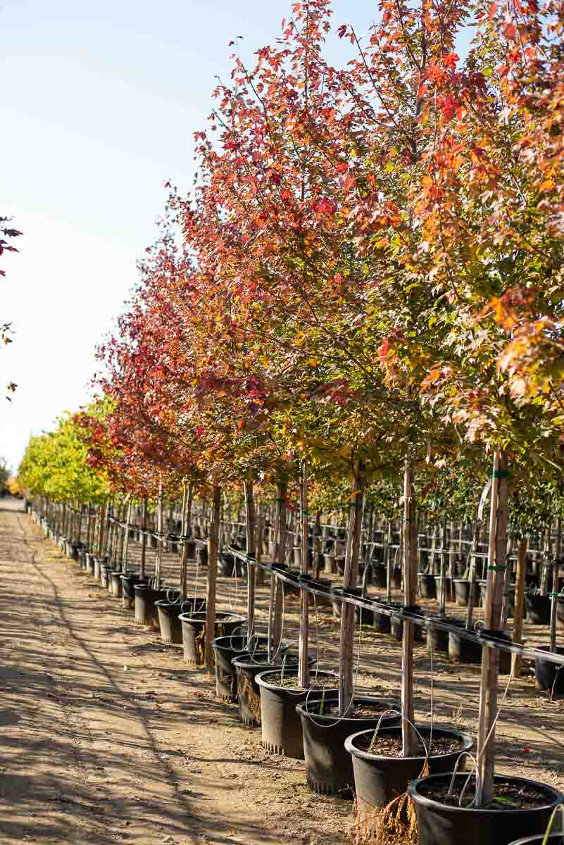 Maple trees with fall color at Garden Gate Nursery