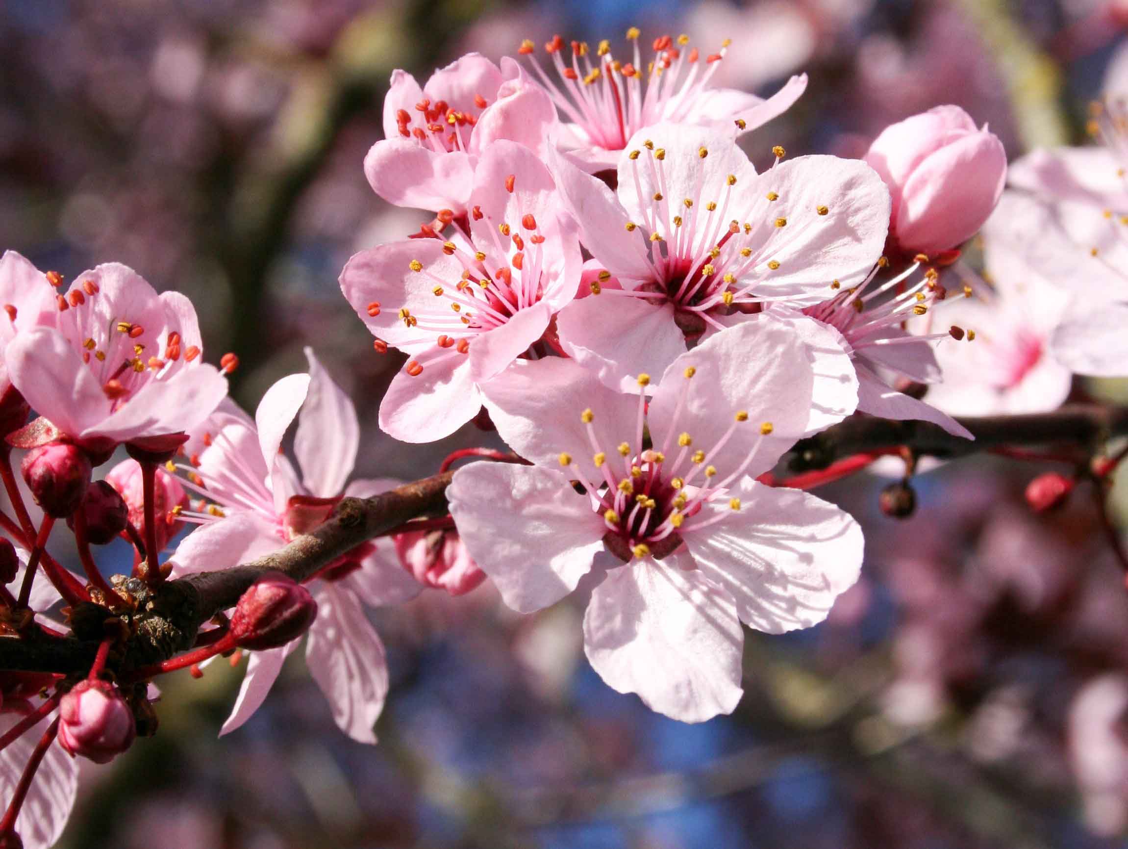 Thundercloud plum flowers