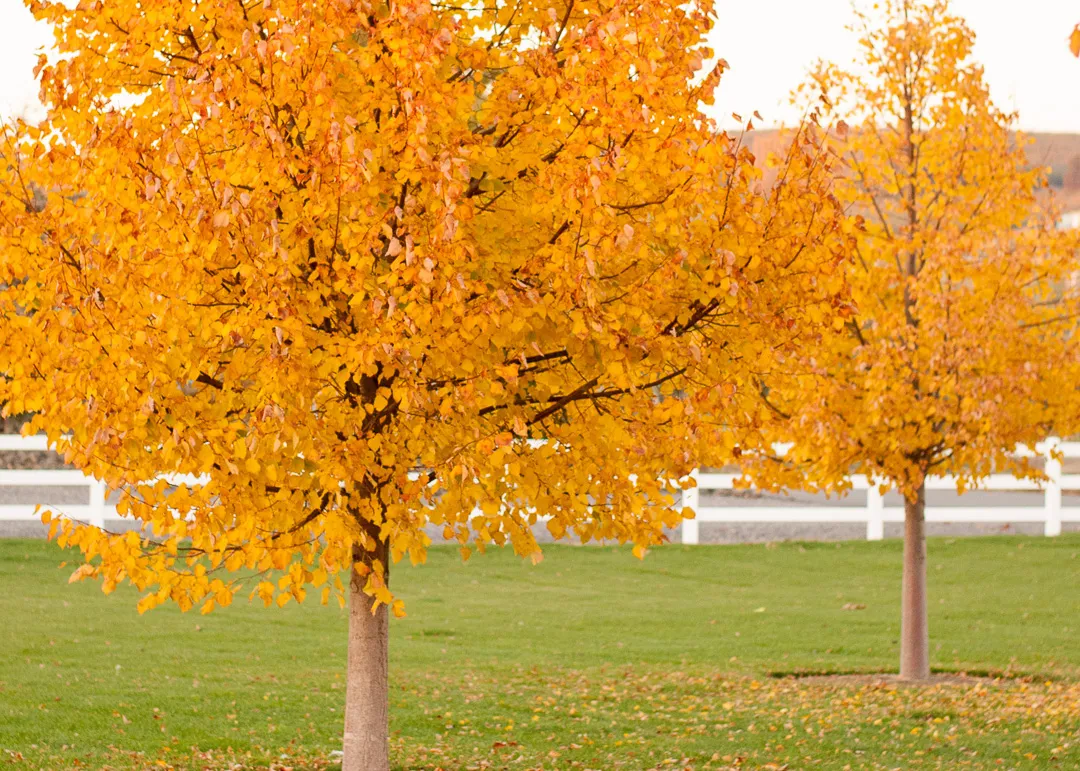 Autumn shade tree leaves