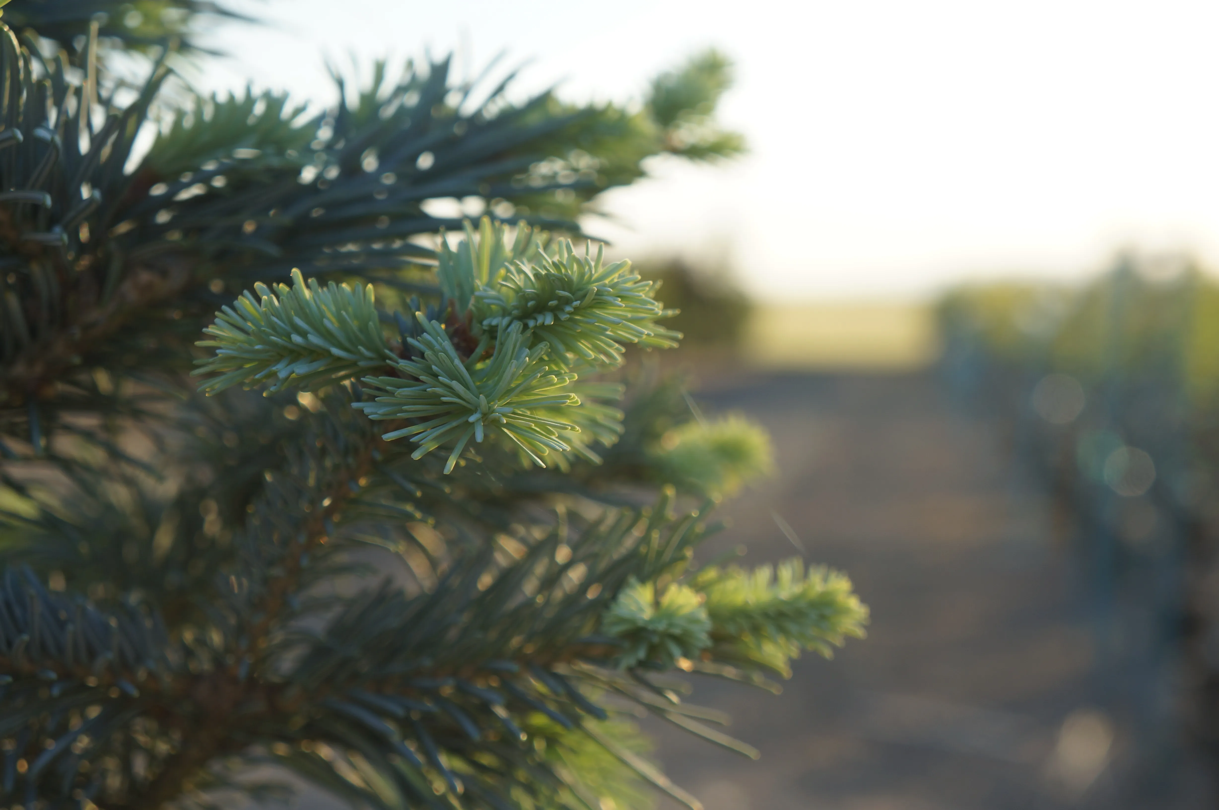 Conifer trees at Garden Gate