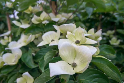 Ornamental trees at Garden Gate Nursery