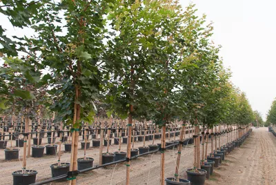 Pacific Sunset maple