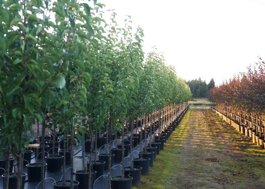 Chanticleer pear street tree